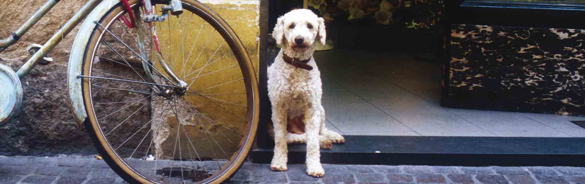Ein weißer Hund wartet neben einem alten Fahrrad