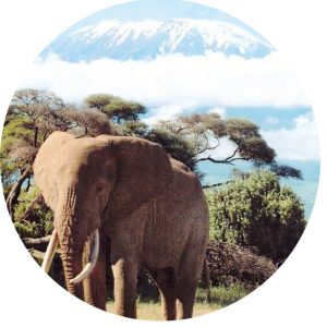 Ein Elefefant vor dem Kilimandscharo.