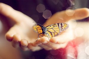 Zwei geöffnete Hände halten behutsam einen orange-schwarz gemusterten Schmetterling.
